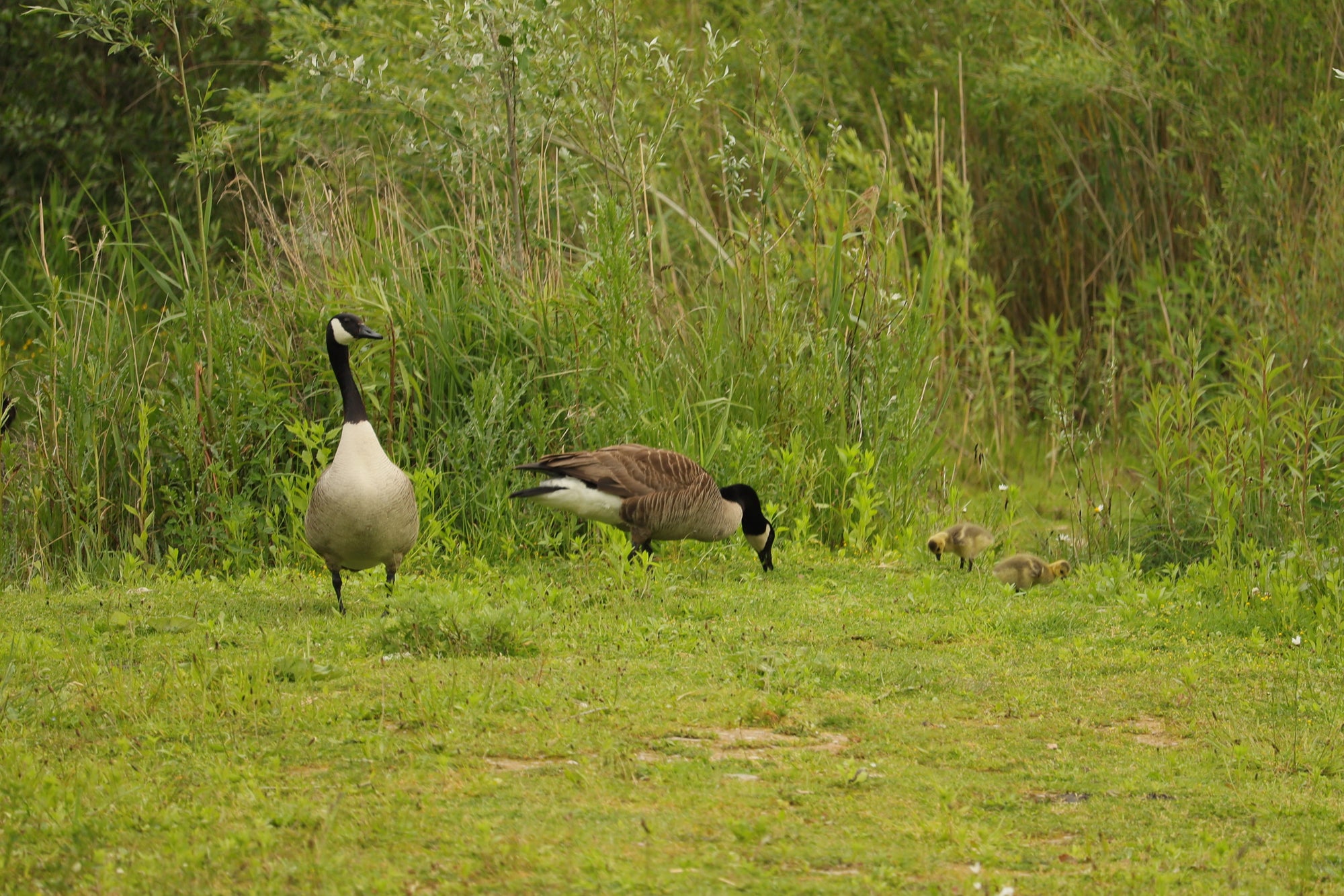 kanada Gaense gehen an Land wildlife Video mit O-Tone free sharing klick mich ecard by kaiser-filmix