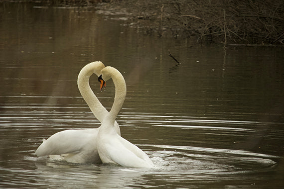 swan sex, they make love free sharing interactive klick mich ecard