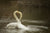 swan sex, they make love free sharing interactive klick mich ecard