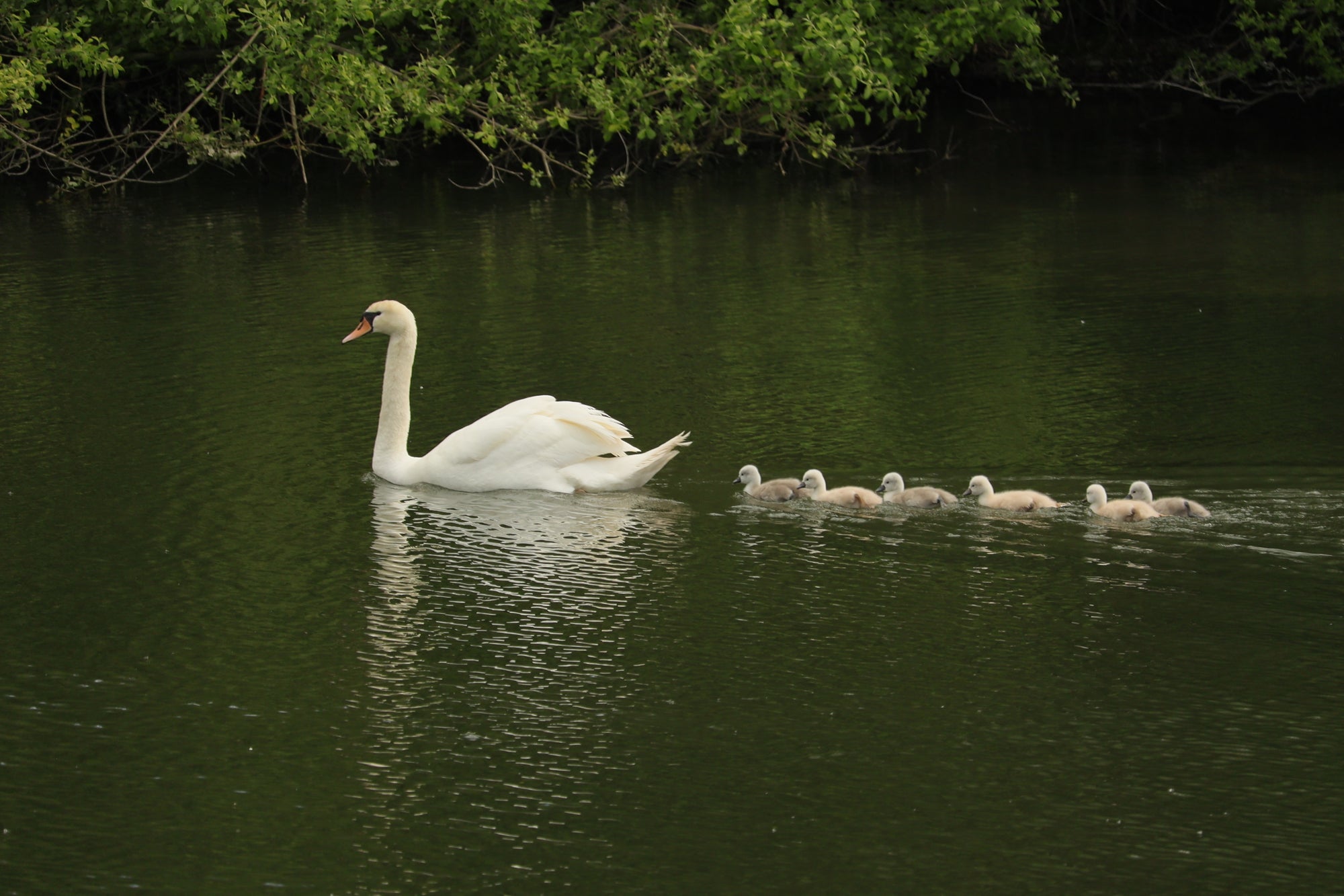 Schwanenfamilie Wildlife Film in High Resolution und Wallpaper und Klick mich eCard - Kaiser-Filmix