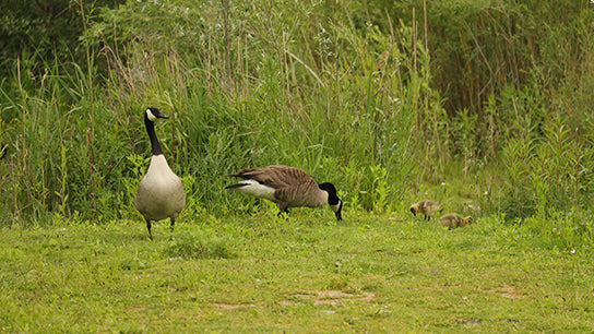 Kanada Gaensefamilie geht an Land Wildlife Video mit O-Tone by kaiser-filmix als free sharing klick mich ecard und hier im Store gibt es den 4K original Film inklusive Wallpaper fürs Handy zum Download - Kaiser-Filmix