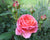 Pink Rose I Shrink you free sharing Klick mich eCard mit Musik und hier im Store gibt es den Song in voller Länge als real HD Sound Download - Kaiser-Filmix